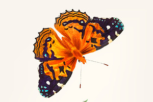 Illustration Of Lady Butterfly