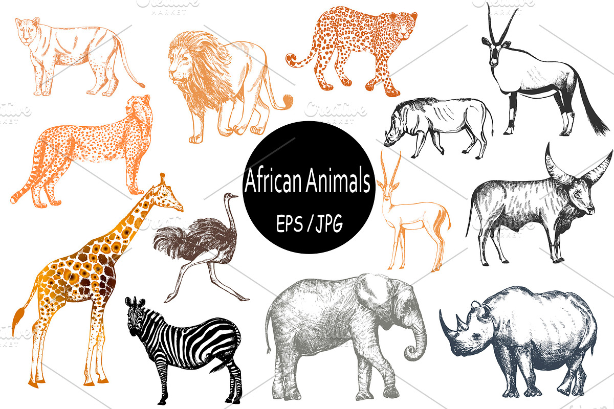 African Animals, an Animal Illustration by Ecaterina Sciuchina (Photo 3 of 7)