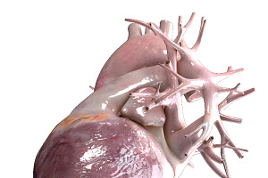 Human Heart Beating High Quality