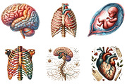 Vintage Antique Anatomy Clipart, a Seasonal Illustration by DreamArtGraphic (Thumbnail 3 of 5)