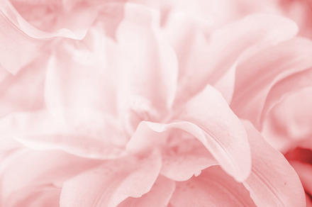 Flower featuring background, flower, and flowers