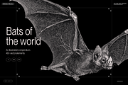 Halloween Special! Bats of the World, an Animal Illustration by Nomad Visuals (Thumbnail 1 of 17)
