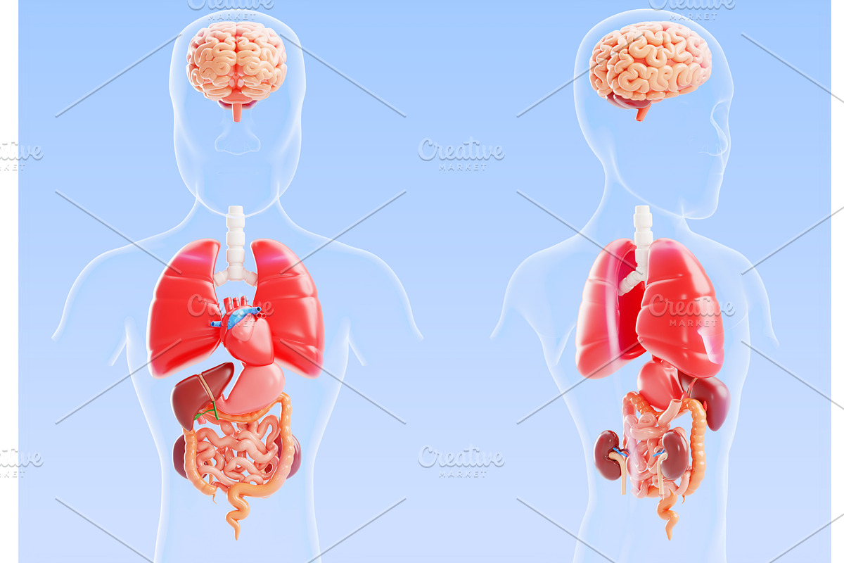 Human body internal organs anatomy, a Healthcare Illustration by Marozhkastudio