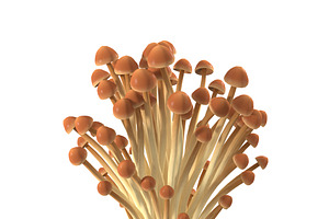 Brown Enoki Mushrooms