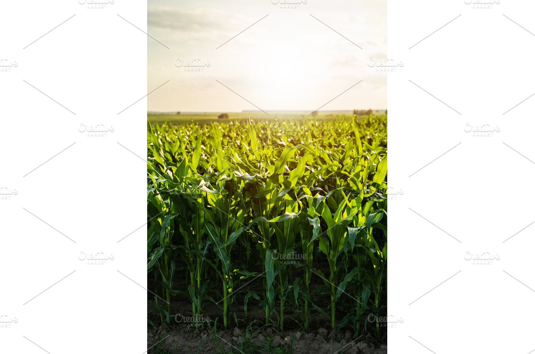 Corn plant in an agricultural field, a Nature Photo by volodymyrshtun13795