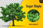 CUT OUT TREES - 60 PCS BUNDLE, a Packaging Mockup by 3DSTORE (Thumbnail 31 of 63)