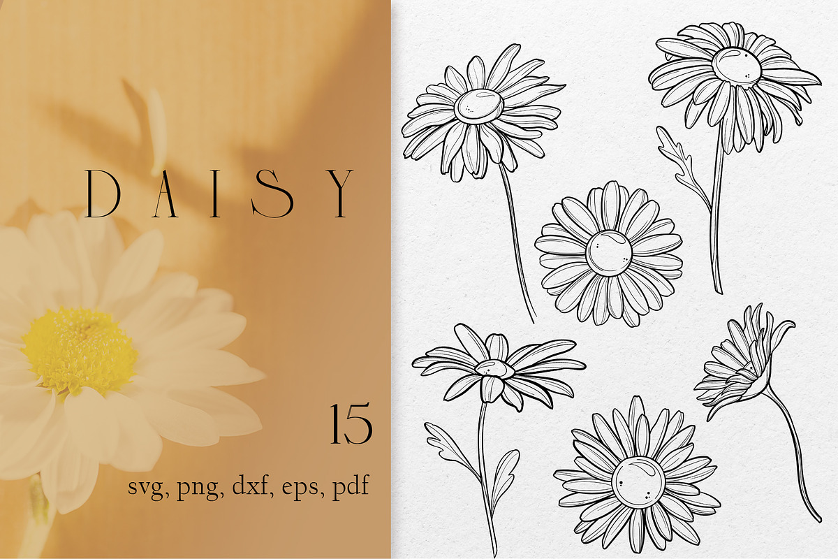 Daisy clipart flower SVG PNG EPS, a Decorative Illustration by DamriNa art (Photo 1 of 5)