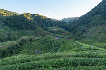 Green fresh tea or strawberry farm, agricultural plant fields in, a Background Photo by Tampatra