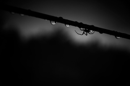 Shadowy Spider