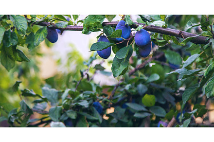 Ripe plums in the garden. Selective, a Food & Drink Photo by yanadjana