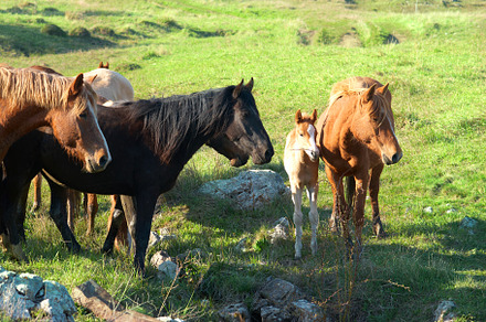 Herd of horses, an Animal Photo by Vapi