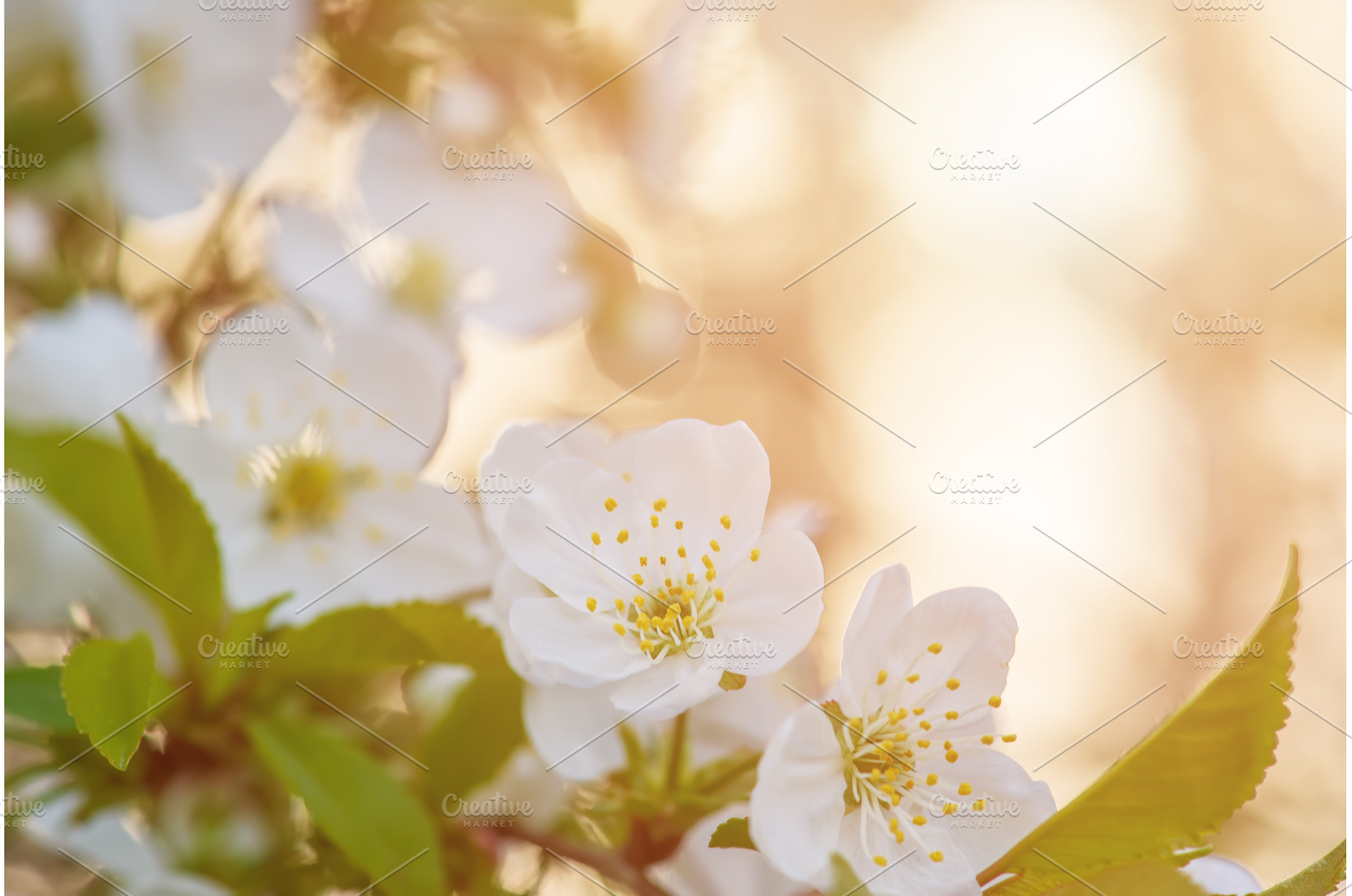 Cherry flowers blossoms, a Nature Photo by Nature and travel