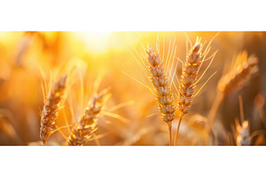 Golden wheat field glowing in sunset, a Nature Photo by piter.goskov