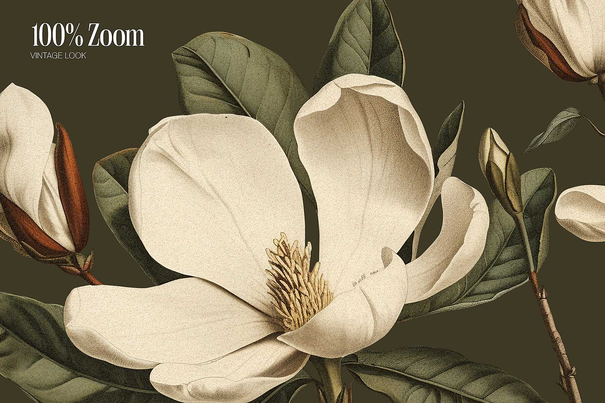 Magnolia - botanical illustrations, a Decorative Illustration by AI Crafted Magnolia (Photo 3 of 11)