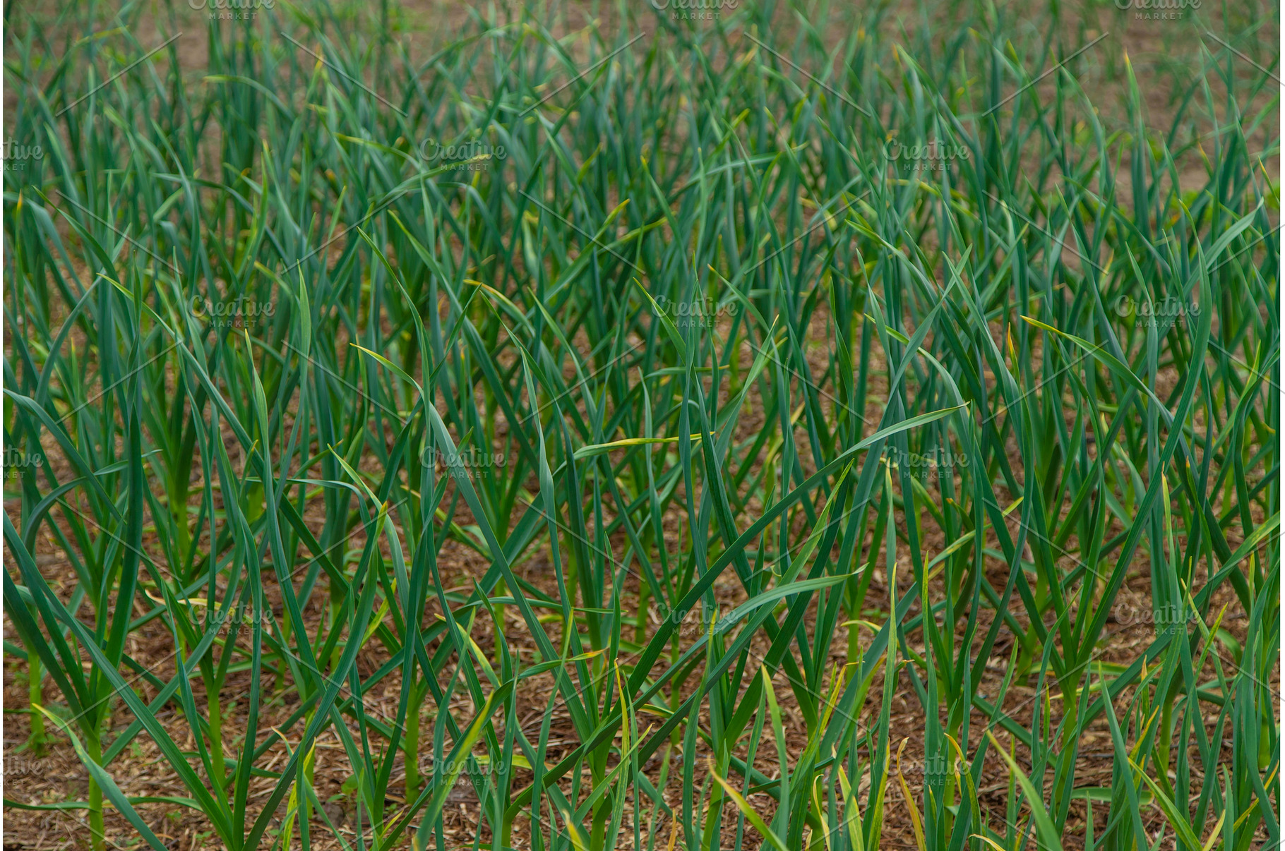 Garlic grows in the garden, a Nature Photo by yanadjana
