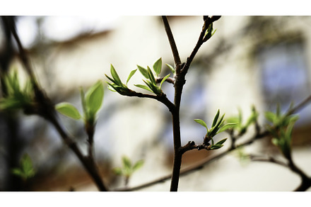 Close up of young tree green leaves, a Nature Photo by Media Whale Stock