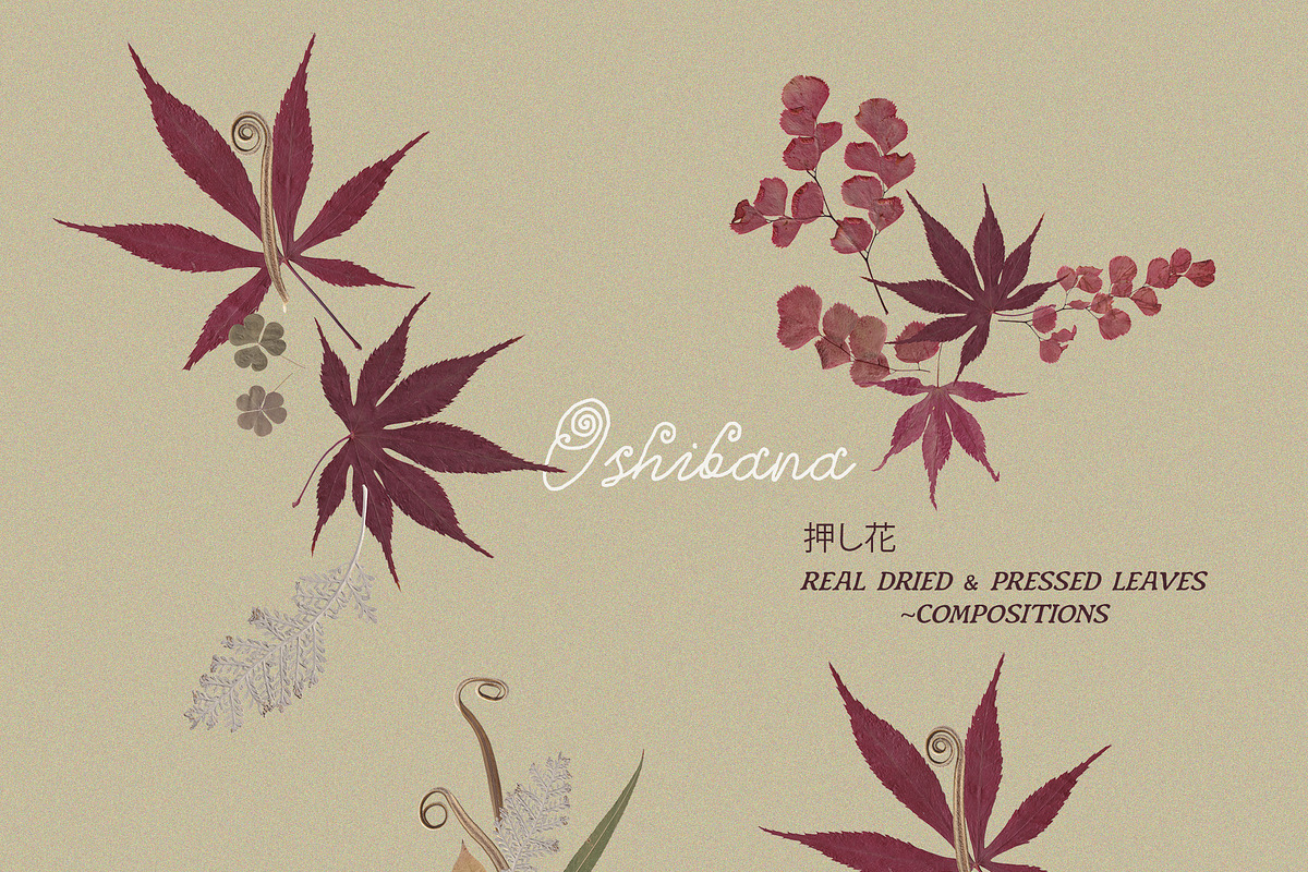 Oshibana Dried & Pressed Fall Leaves, an Object Graphic by Lana Elanor (Photo 14 of 17)