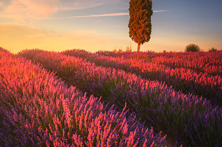 Lavender fields and cypress tree, a Nature Photo by Stefano Orazzini