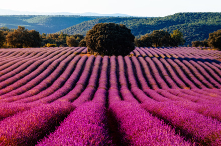 Purple Lavender Fields. Summer sunset landscape in Brihuega, a Nature Photo by Architect´s eye