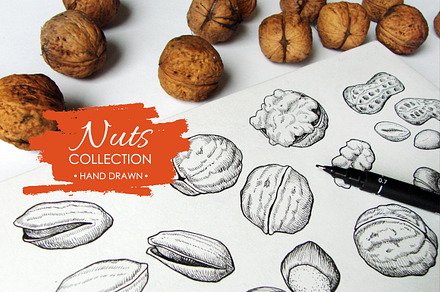 Nuts Set. Hand Drawn Illustrations