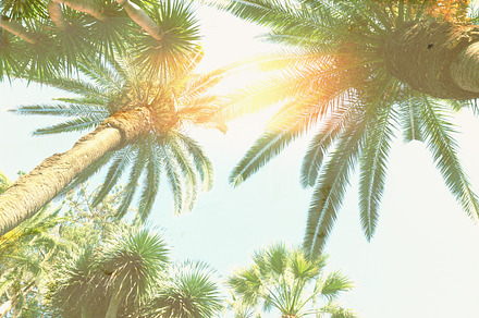 Palm tree and sunshine stock photo containing palm and tree, a Nature Photo by Neirfy
