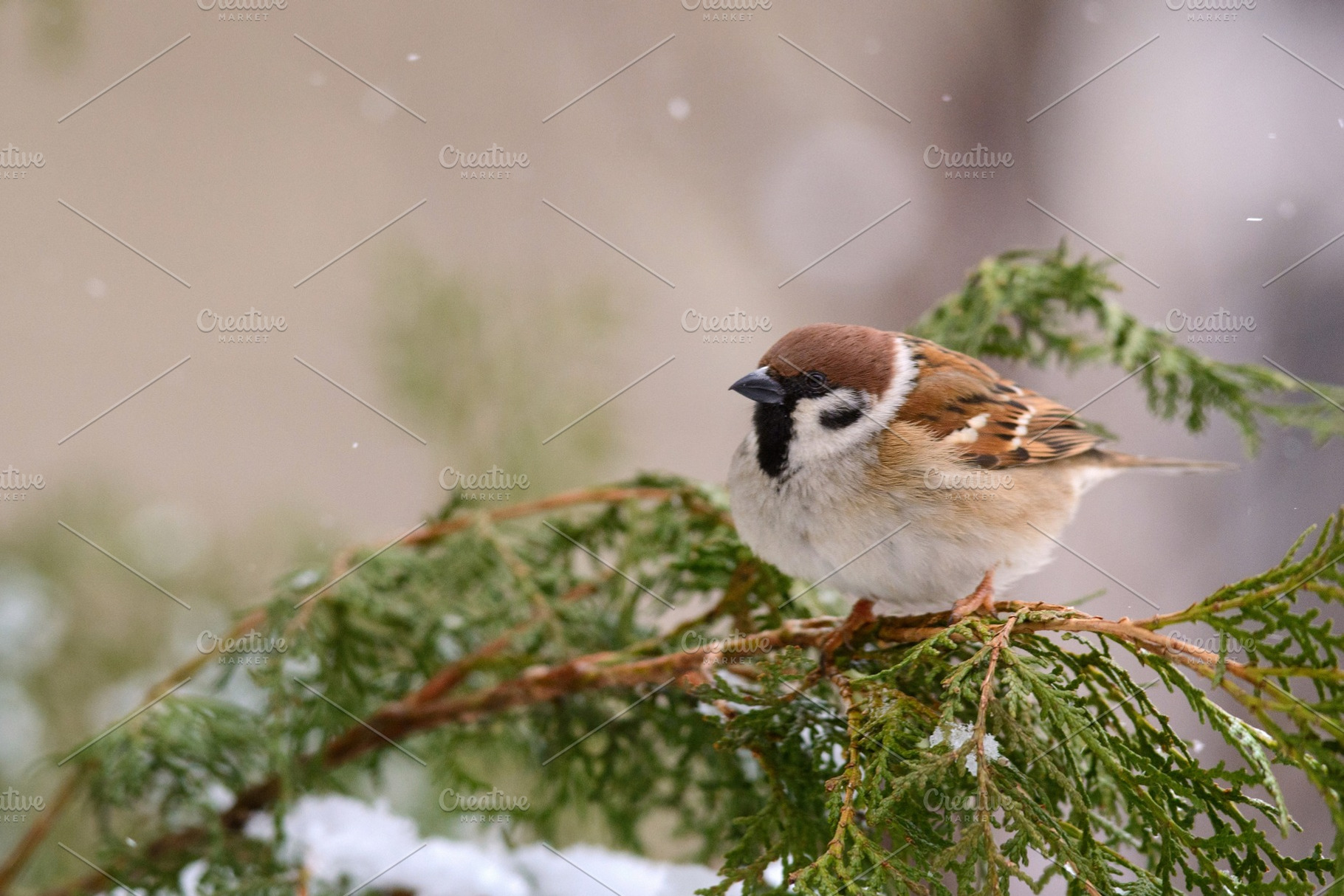 Eurasian tree sparrow, an Animal Photo by MriyaWildlife