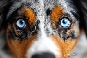 Close up portrait of Border Collie, an Animal Photo by MistyDay