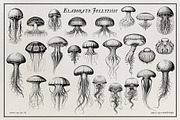 Aquatic Natural History Collection, an Object Graphic by Blixa 6 Studios (Thumbnail 10 of 24)
