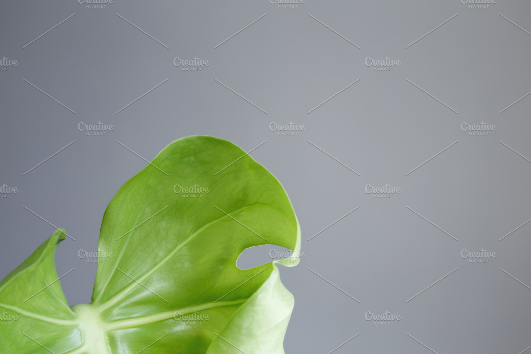 New monstera leaf unfurling, showing fresh growth and vibrant green color, a Photo by matucha