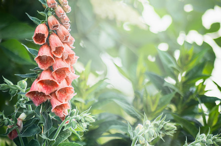 Foxglove flowers in garden, a Nature Photo by VICUSCHKA