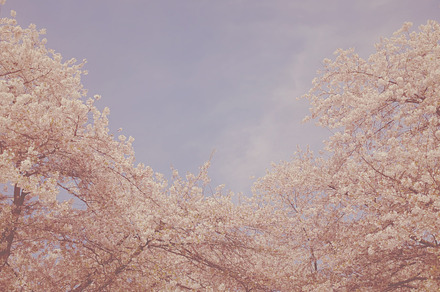 Natures Steps preview 6