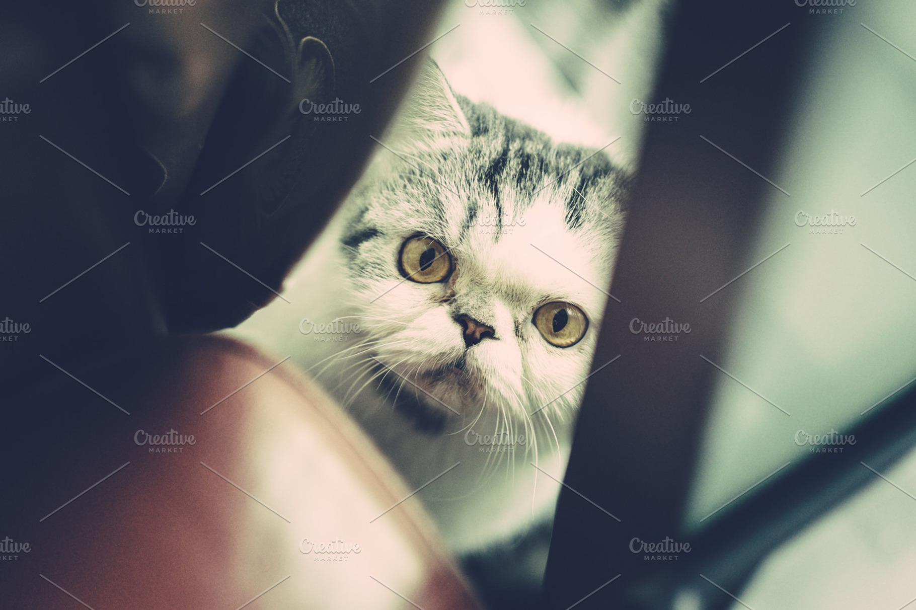 Cat, hiding, an Animal Photo by The Kandid