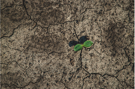 A sprout grows in dry soil, a Nature Photo by yanadjana