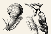 25 Woodland Animal Illustrations, an Animal Illustration by Vectorian (Thumbnail 3 of 5)