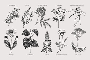 Apothecary Plants & Herbs Vector Set