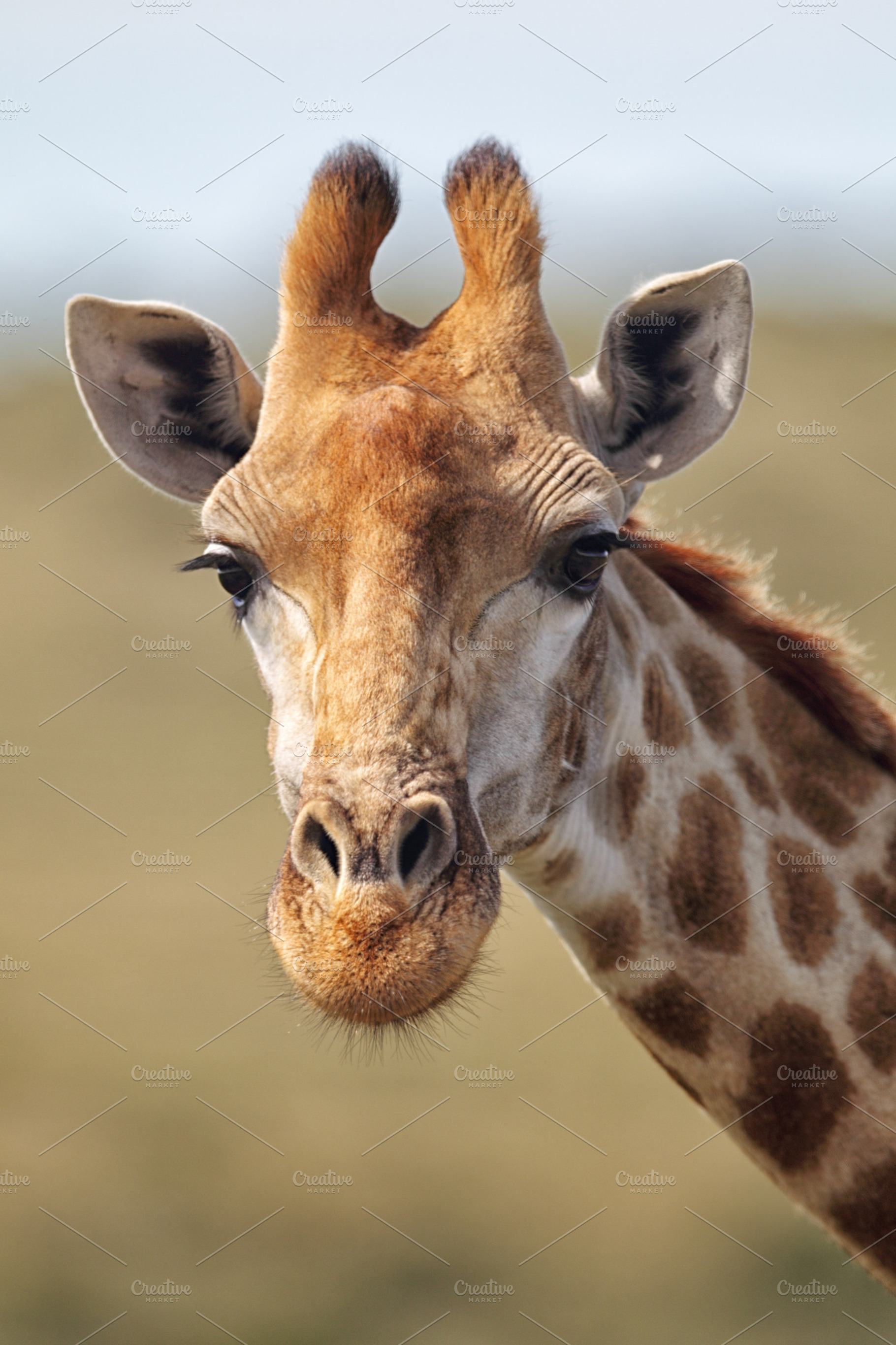 Giraffe giraffa camelopardalis containing wildlife, amakhala, and amakhala, an Animal Photo by DirkR