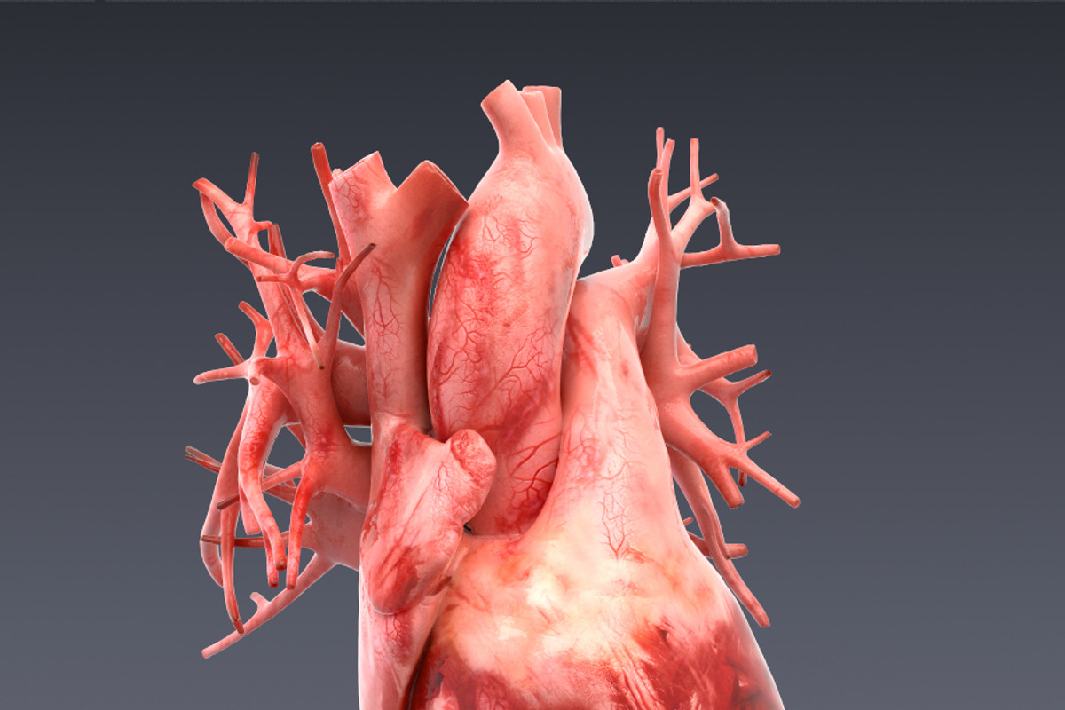 Animated internal organs, skeleton, a Characters & Person 3D Model by konstantin.ermolaev (Photo 10 of 29)