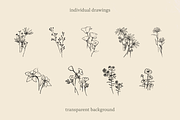 Sketchy Pencil Drawing Wildflowers, an Illustration by elpple (Thumbnail 3 of 7)