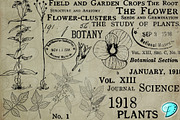 Botany Book Digi Stamps PNGs, an Object Graphic by Emily Designs (Thumbnail 2 of 5)
