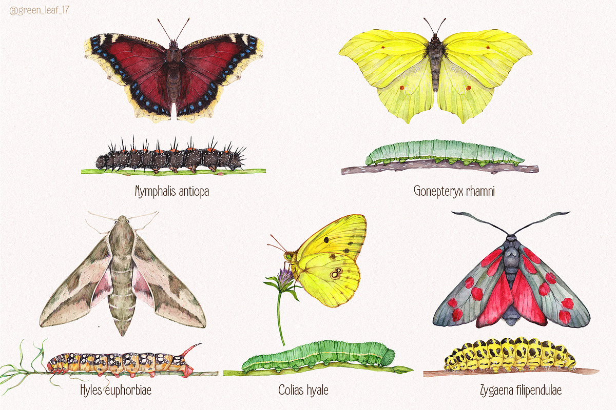 Watercolor butterflies, an Illustration by Green_leaf_17 (Photo 4 of 6)
