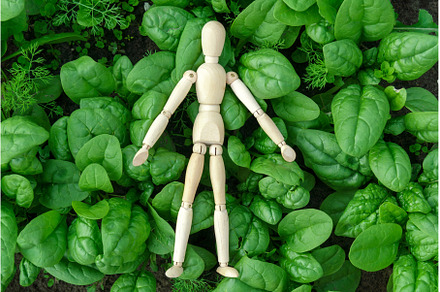 Green spinach growing in the garden, a Food & Drink Photo by darksoul72
