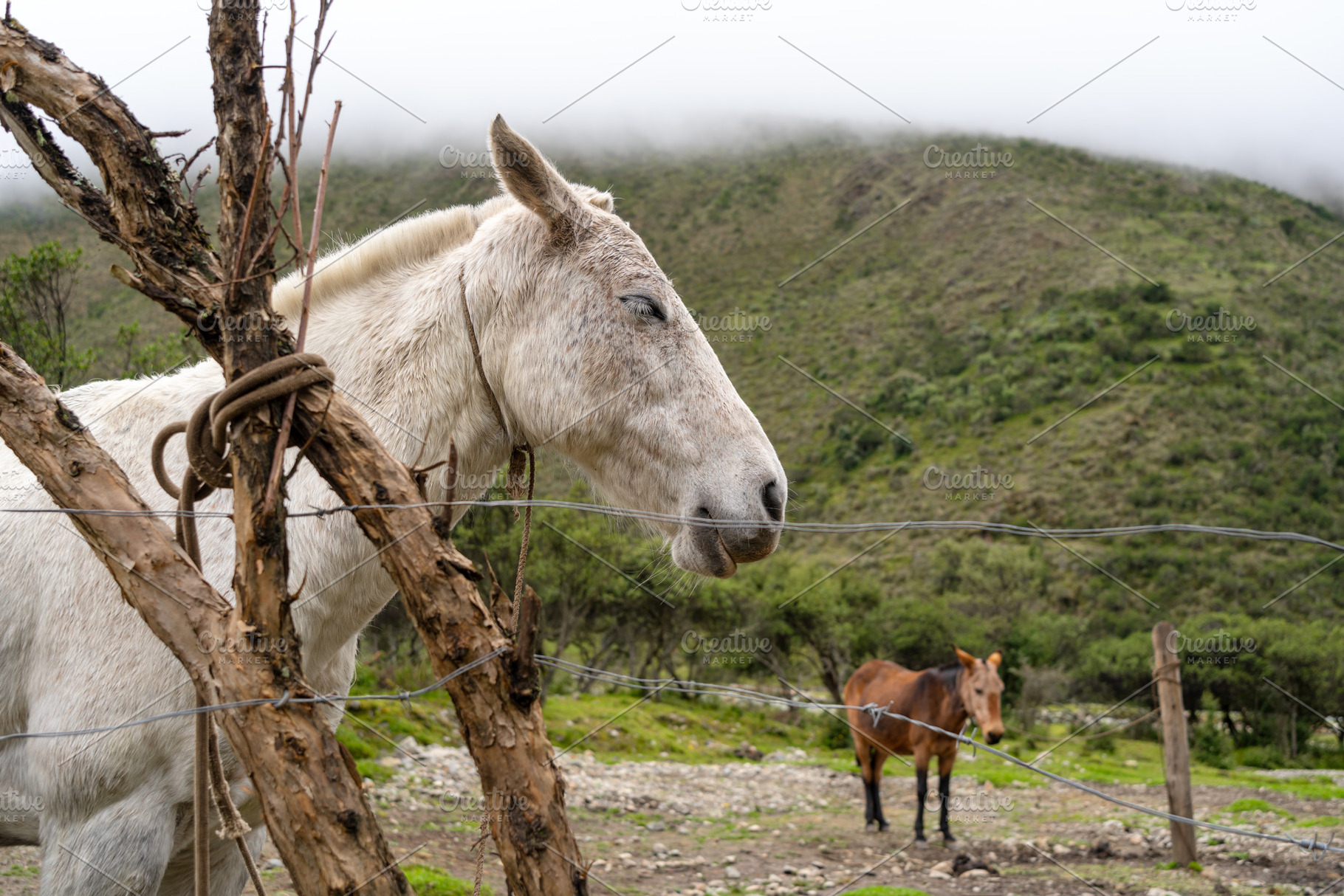 Horse resting on the Humantay Lake trek in the Peruvian Andes, a Photo by GoodGoods