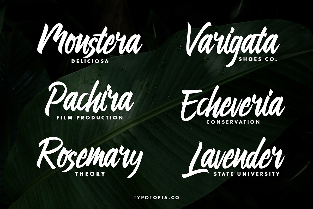Linimasa - Modern Script Font, a Script Font by edukka (Photo 4 of 11)