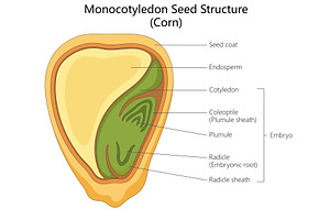 Monocotyledon seed structure diagram, an Illustration by AlexArt