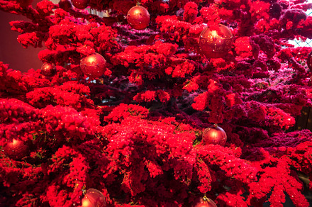 Christmas tree background with red ornaments, a Holiday Photo by GoodGoods