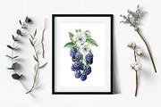 Watercolor Fresh Berries, a Decorative Illustration by Hanna Hryharenka (Thumbnail 14 of 16)