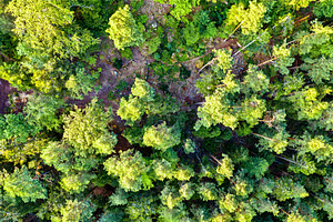 Aerial view of trees in the vosges containing forest, france, and vosges, a Nature Photo by Leonid Andronov