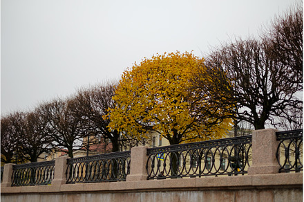 Lonely yellow tree on autumn alley, a Nature Photo by Koldunova