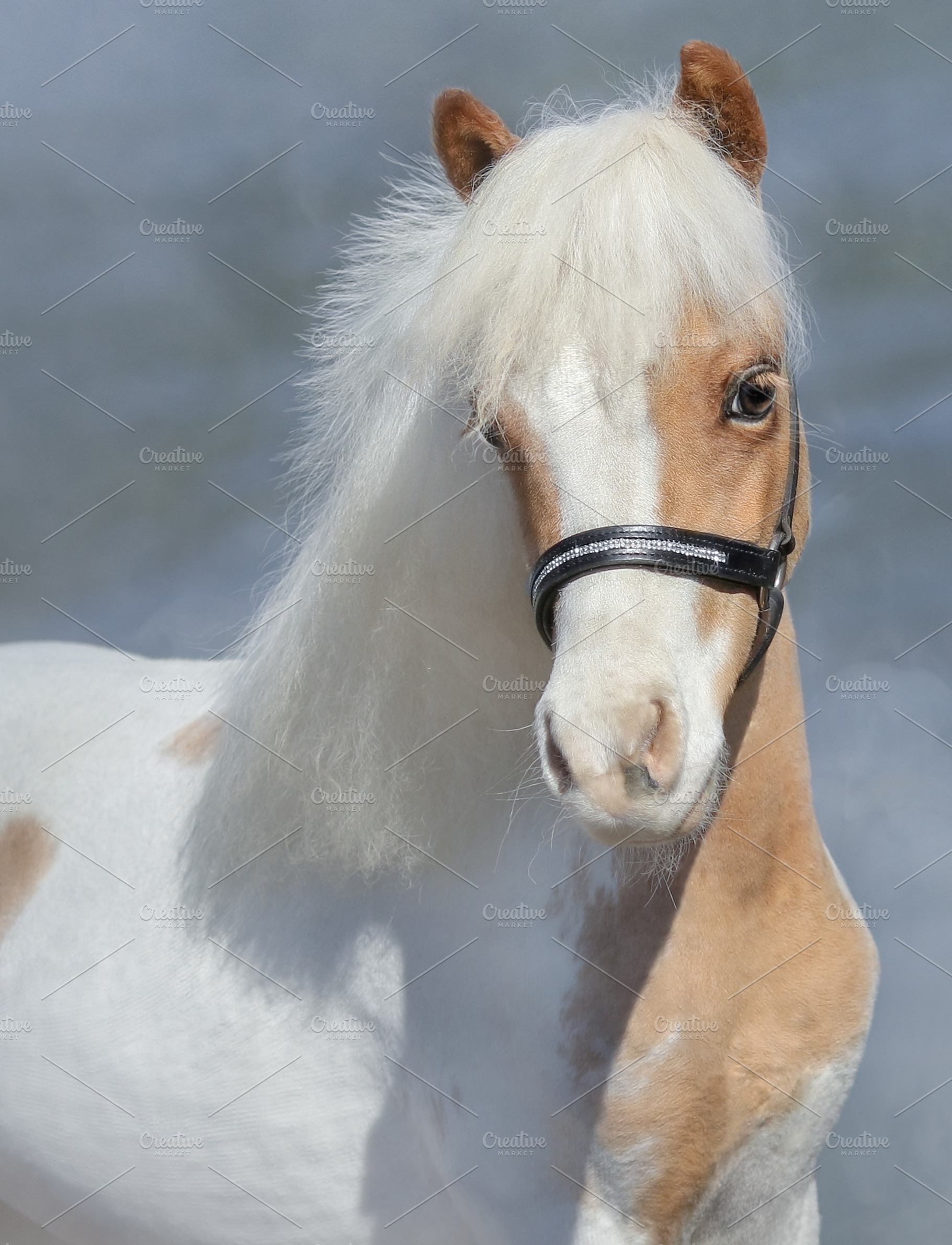 Paint American Miniature horse, an Animal Photo by Horses and Dogs