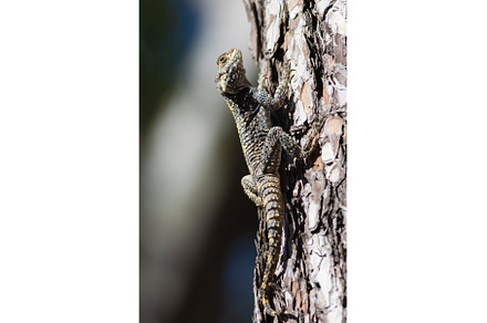 Large agama lizard sits on a the, a Background Photo by Barcelona_dreams